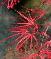 - Acer palmatum 'Red Cloud' Japanese Maple - Mr Maple │ Buy Japanese Maple Trees
