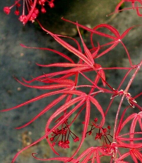 '- Acer palmatum 'Red Cloud' Japanese Maple - Mr Maple │ Buy Japanese Maple Trees