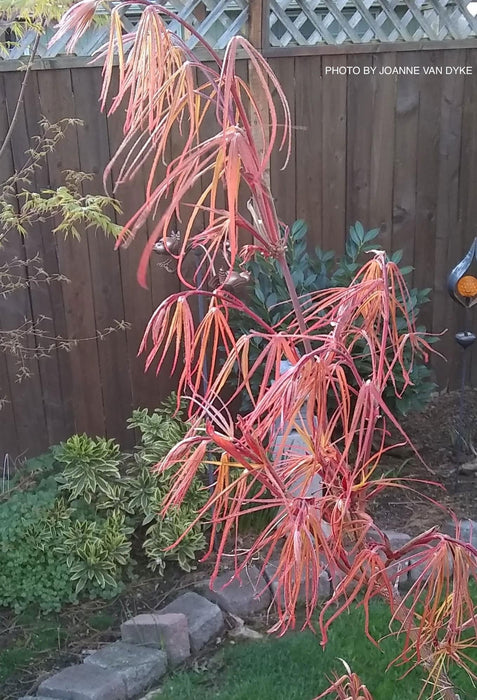 '- Acer palmatum 'Red Cloud' Japanese Maple - Mr Maple │ Buy Japanese Maple Trees