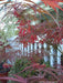 '- Acer palmatum 'Red Cloud' Japanese Maple - Mr Maple │ Buy Japanese Maple Trees