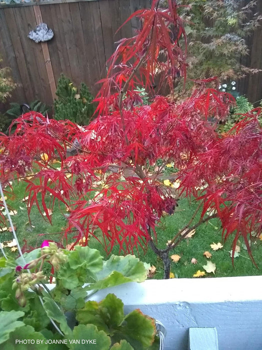 '- Acer palmatum 'Red Cloud' Japanese Maple - Mr Maple │ Buy Japanese Maple Trees