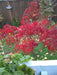 '- Acer palmatum 'Red Cloud' Japanese Maple - Mr Maple │ Buy Japanese Maple Trees