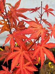 - Acer palmatum 'Red Delight' Japanese Maple - Mr Maple │ Buy Japanese Maple Trees