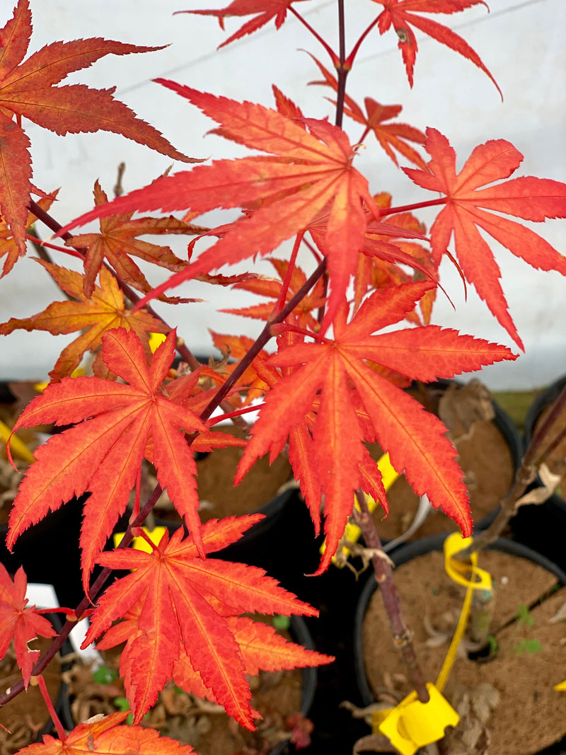 - Acer palmatum 'Red Delight' Japanese Maple - Mr Maple │ Buy Japanese Maple Trees