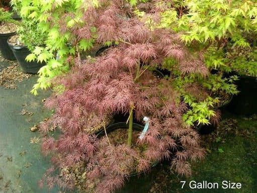 - Acer palmatum 'Red Feathers' Dwarf Japanese Maple - Mr Maple │ Buy Japanese Maple Trees