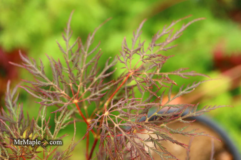 - Acer palmatum 'Red Feathers' Dwarf Japanese Maple - Mr Maple │ Buy Japanese Maple Trees