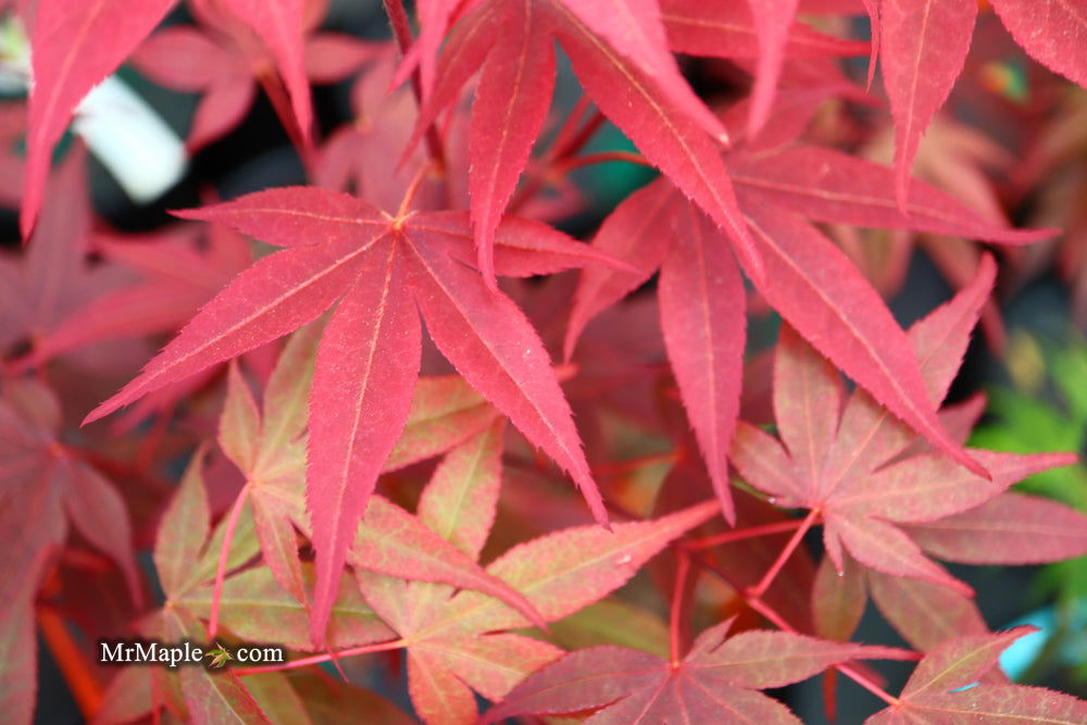 - Acer palmatum 'Red Flash' Japanese Maple - Mr Maple │ Buy Japanese Maple Trees