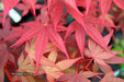 - Acer palmatum 'Red Flash' Japanese Maple - Mr Maple │ Buy Japanese Maple Trees