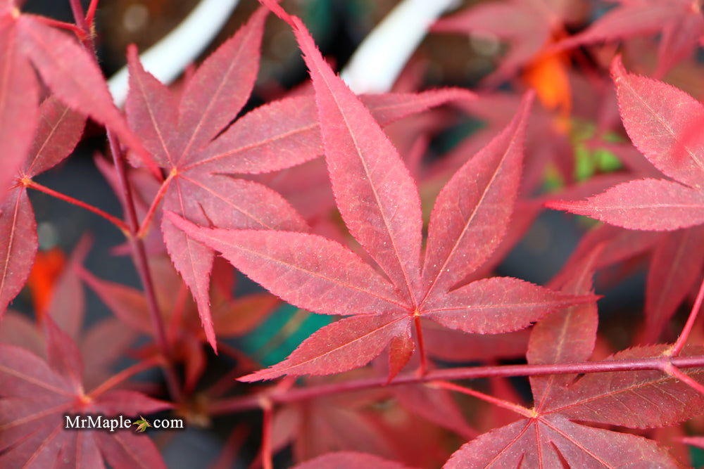 - Acer palmatum 'Red Flash' Japanese Maple - Mr Maple │ Buy Japanese Maple Trees