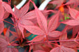 - Acer palmatum 'Red Flash' Japanese Maple - Mr Maple │ Buy Japanese Maple Trees