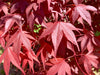 - Acer palmatum 'Red Flash' Japanese Maple - Mr Maple │ Buy Japanese Maple Trees