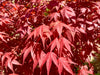 - Acer palmatum 'Red Flash' Japanese Maple - Mr Maple │ Buy Japanese Maple Trees