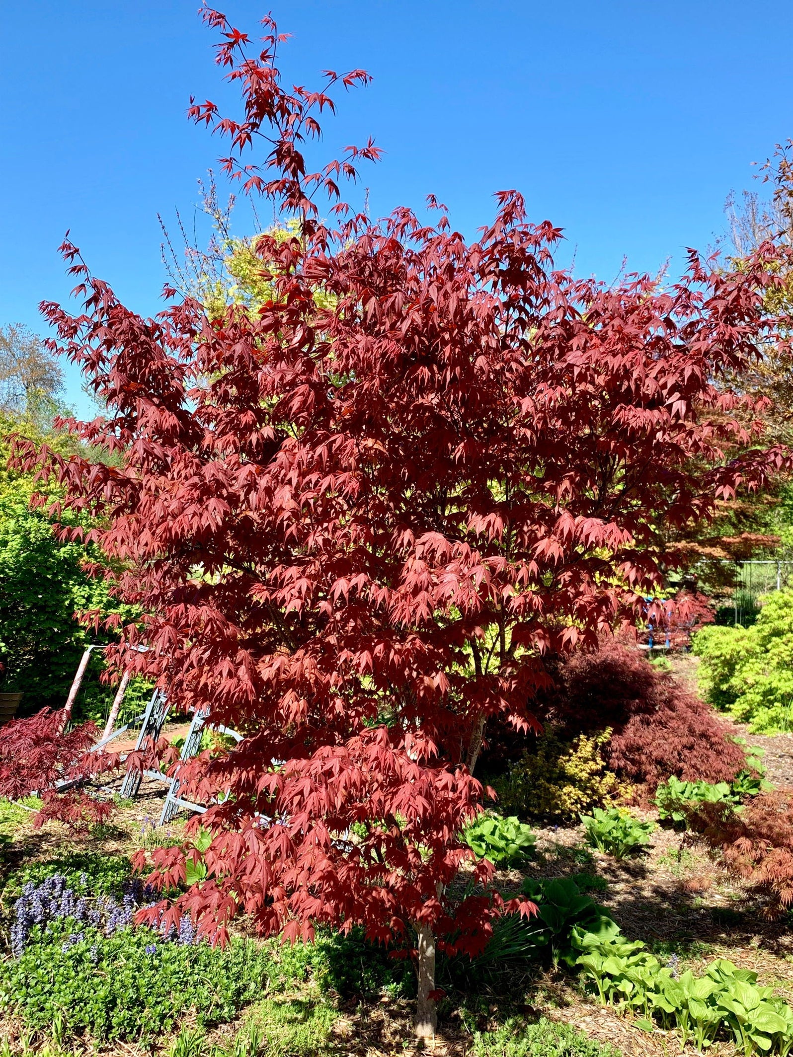 Buy Acer palmatum 'Red Flash' Japanese Maple — Mr Maple │ Buy Japanese ...