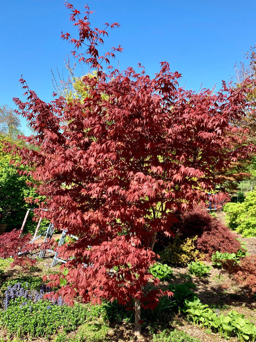 - Acer palmatum 'Red Flash' Japanese Maple - Mr Maple │ Buy Japanese Maple Trees