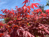 - Acer palmatum 'Red Flash' Japanese Maple - Mr Maple │ Buy Japanese Maple Trees