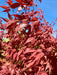 - Acer palmatum 'Red Flash' Japanese Maple - Mr Maple │ Buy Japanese Maple Trees