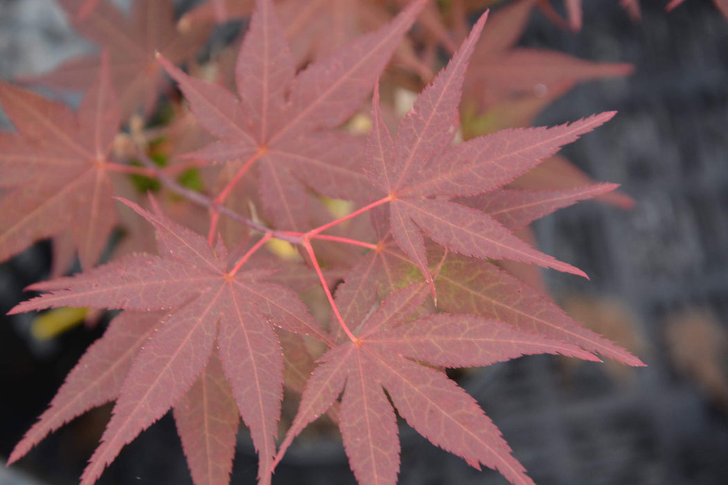 - Acer palmatum 'Red Flash' Japanese Maple - Mr Maple │ Buy Japanese Maple Trees