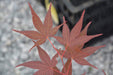 - Acer palmatum 'Red Flash' Japanese Maple - Mr Maple │ Buy Japanese Maple Trees