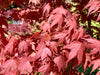 - Acer palmatum 'Red Flash' Japanese Maple - Mr Maple │ Buy Japanese Maple Trees