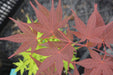 - Acer palmatum 'Red Flash' Japanese Maple - Mr Maple │ Buy Japanese Maple Trees