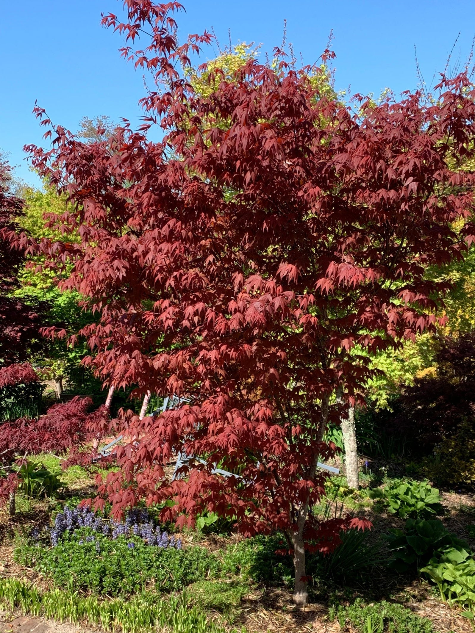 Buy Acer palmatum 'Red Flash' Japanese Maple — Mr Maple │ Buy Japanese ...