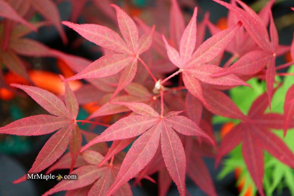 - Acer palmatum 'Red Flash' Japanese Maple - Mr Maple │ Buy Japanese Maple Trees