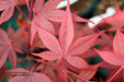 - Acer palmatum 'Red Flash' Japanese Maple - Mr Maple │ Buy Japanese Maple Trees