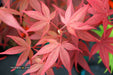 - Acer palmatum 'Red Flash' Japanese Maple - Mr Maple │ Buy Japanese Maple Trees