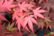 - Acer palmatum 'Red Flash' Japanese Maple - Mr Maple │ Buy Japanese Maple Trees