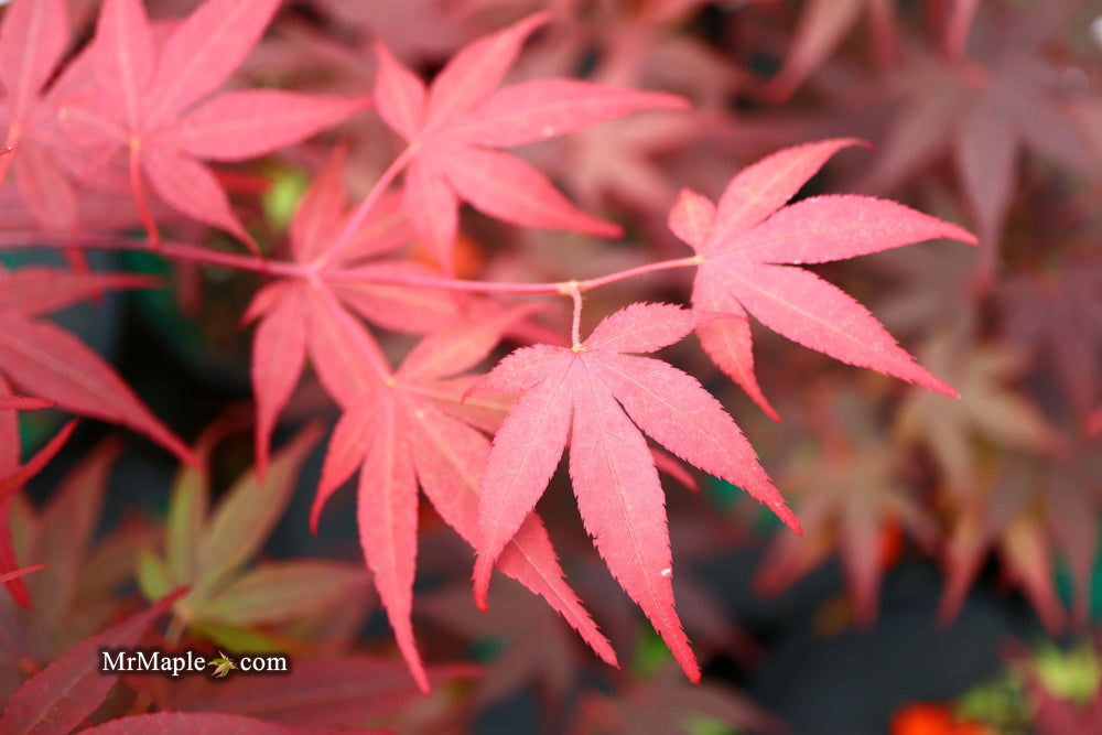 - Acer palmatum 'Red Flash' Japanese Maple - Mr Maple │ Buy Japanese Maple Trees