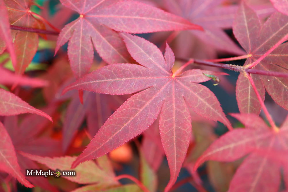 - Acer palmatum 'Red Flash' Japanese Maple - Mr Maple │ Buy Japanese Maple Trees