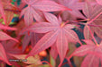 - Acer palmatum 'Red Flash' Japanese Maple - Mr Maple │ Buy Japanese Maple Trees