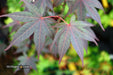 - Acer palmatum 'Red Flash' Japanese Maple - Mr Maple │ Buy Japanese Maple Trees