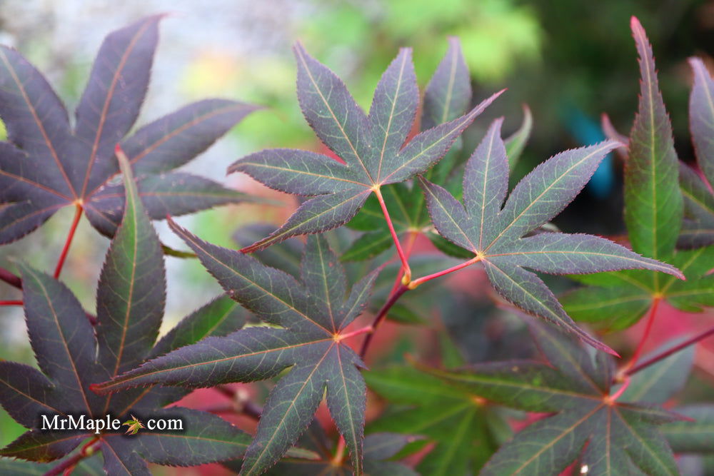 - Acer palmatum 'Red Flash' Japanese Maple - Mr Maple │ Buy Japanese Maple Trees