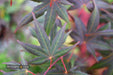 - Acer palmatum 'Red Flash' Japanese Maple - Mr Maple │ Buy Japanese Maple Trees