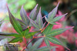 - Acer palmatum 'Red Flash' Japanese Maple - Mr Maple │ Buy Japanese Maple Trees