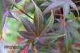 - Acer palmatum 'Red Flash' Japanese Maple - Mr Maple │ Buy Japanese Maple Trees