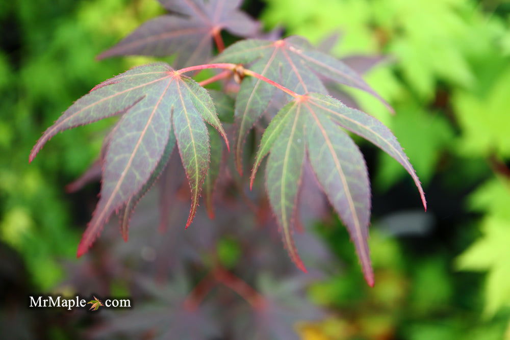 - Acer palmatum 'Red Flash' Japanese Maple - Mr Maple │ Buy Japanese Maple Trees