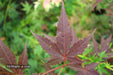 - Acer palmatum 'Red Flash' Japanese Maple - Mr Maple │ Buy Japanese Maple Trees