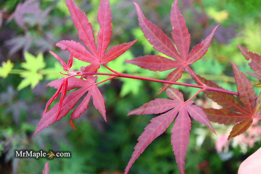 - Acer palmatum 'Red Flash' Japanese Maple - Mr Maple │ Buy Japanese Maple Trees