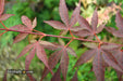 - Acer palmatum 'Red Flash' Japanese Maple - Mr Maple │ Buy Japanese Maple Trees