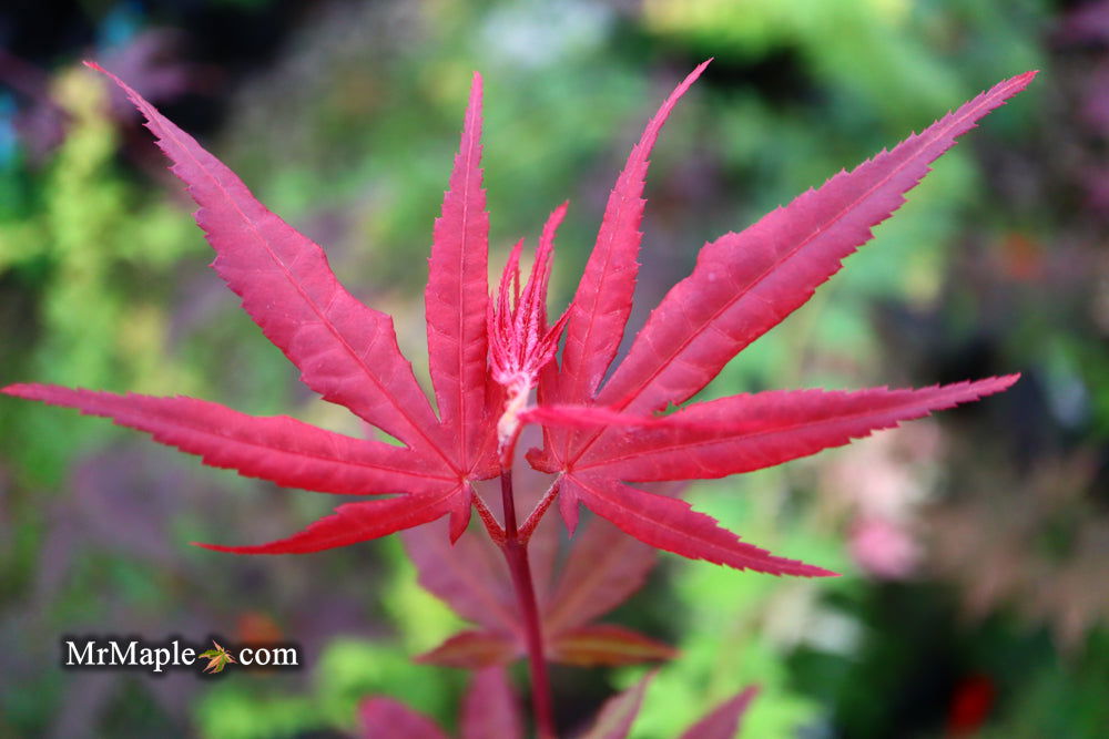 - Acer palmatum 'Red Flash' Japanese Maple - Mr Maple │ Buy Japanese Maple Trees