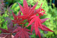 - Acer palmatum 'Red Flash' Japanese Maple - Mr Maple │ Buy Japanese Maple Trees