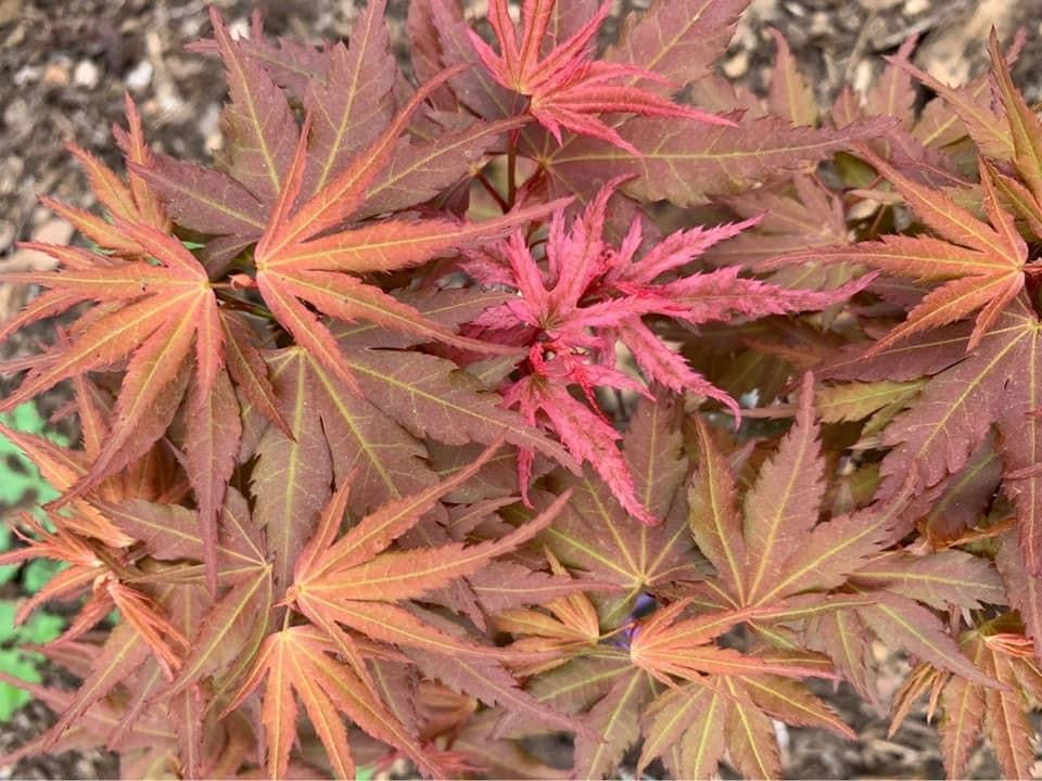 Buy Acer palmatum 'Red Panda' Japanese maple — Mr Maple │ Buy Japanese ...