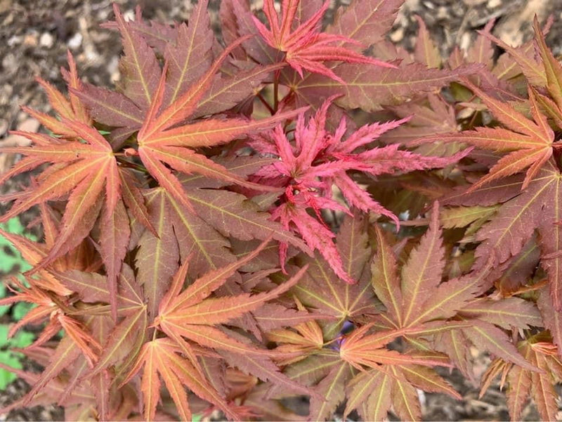 - Acer palmatum Red Panda™ Japanese Maple - Mr Maple │ Buy Japanese Maple Trees