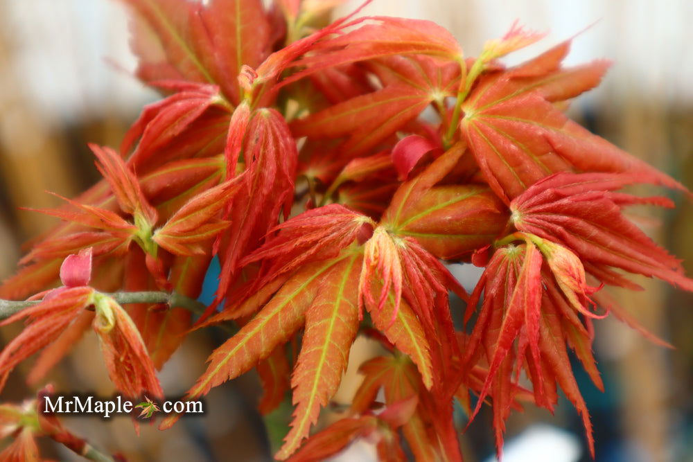Buy Acer palmatum 'Red Panda' Japanese maple — Mr Maple │ Buy Japanese ...