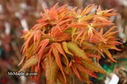 - Acer palmatum Red Panda™ Japanese Maple - Mr Maple │ Buy Japanese Maple Trees