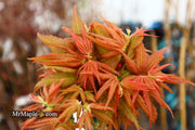 - Acer palmatum Red Panda™ Japanese Maple - Mr Maple │ Buy Japanese Maple Trees