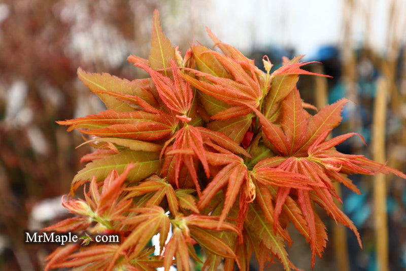 - Acer palmatum Red Panda™ Japanese Maple - Mr Maple │ Buy Japanese Maple Trees