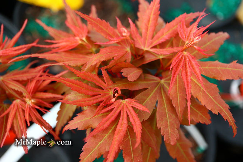 - Acer palmatum Red Panda™ Japanese Maple - Mr Maple │ Buy Japanese Maple Trees